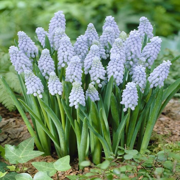 Muscari 'Valerie Finnis' | Grape Hyacinth (18 Pack)