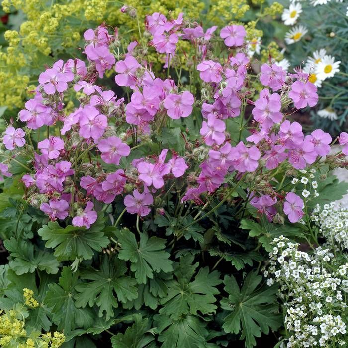Geranium cantabri Karmina 2L