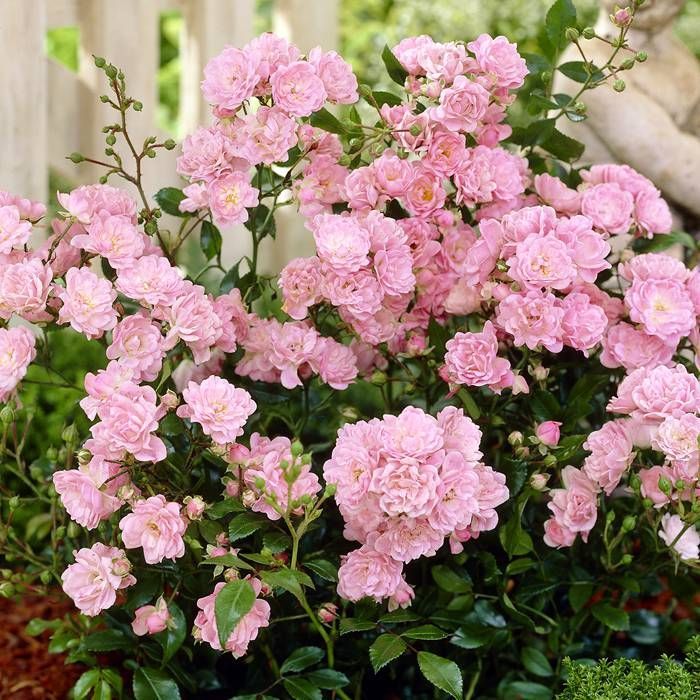 Lovely Fairy Ground Cover Rose 3 Litre