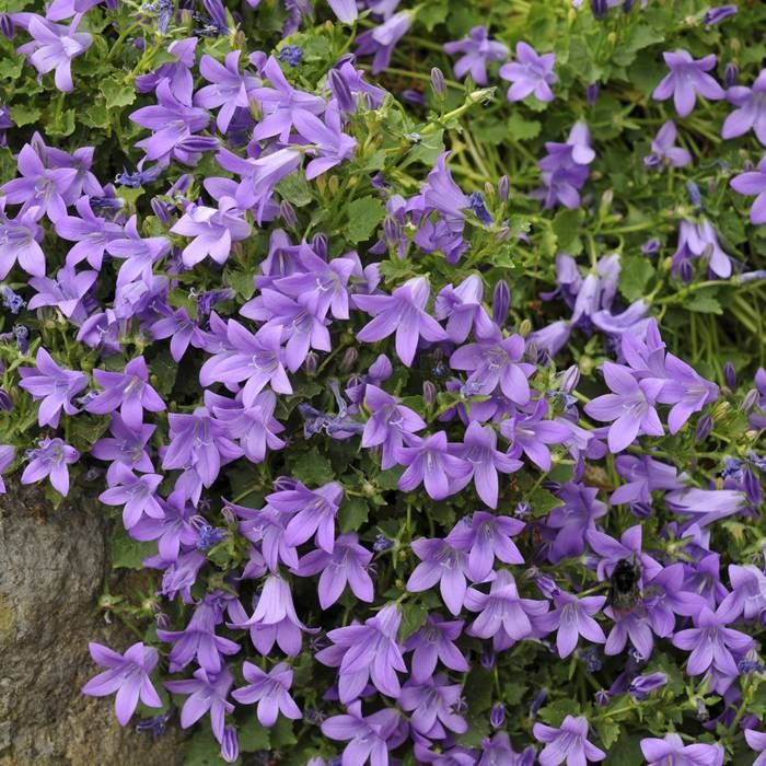 Campanula Isoph 'Napoli' (P11)