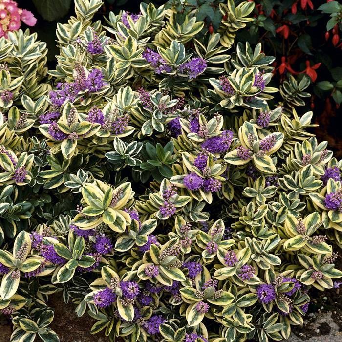Hebe Classica 'Tricolor' (P15)
