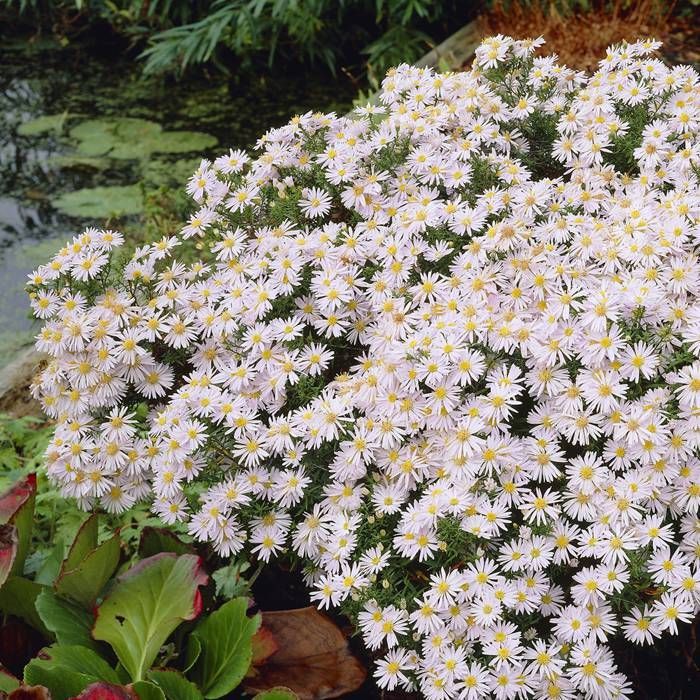 Aster Novi-Belgii 'Snow Cushion' (2 Litre)