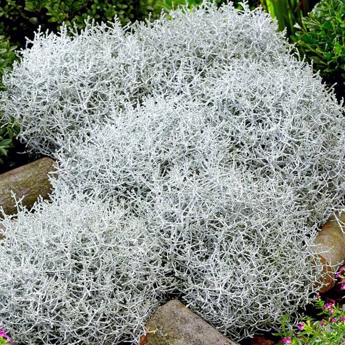 Calocephalus brownii | Cushion Bush - P10