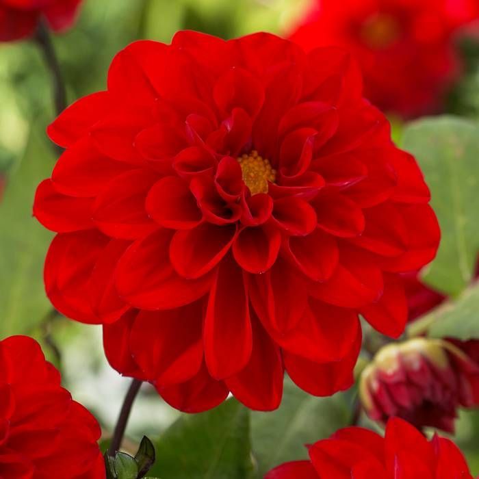 Dahlia Red Cap 1 Bulbs Per Pack