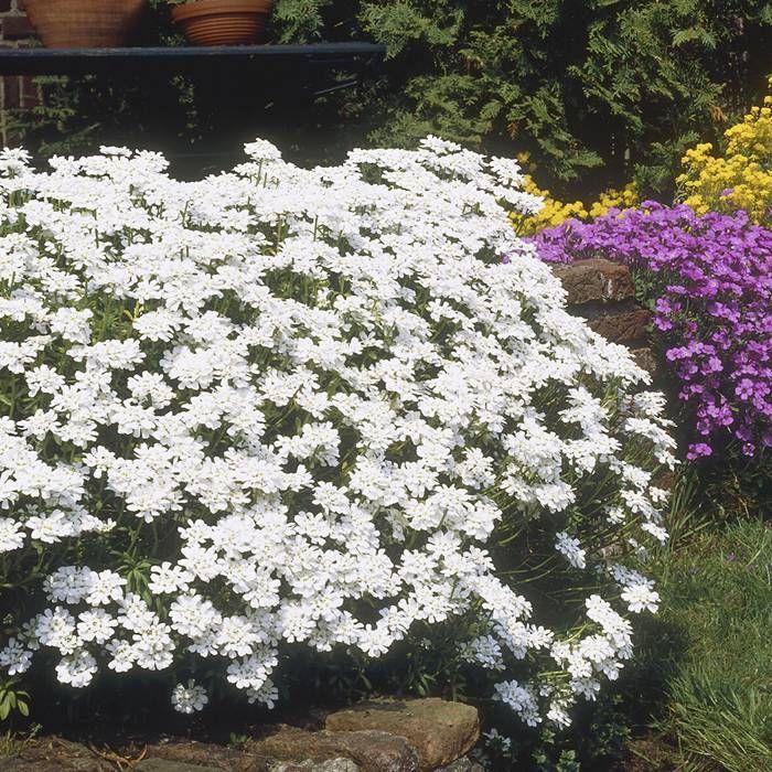 Aubrieta 'Axcent White' (9cm)
