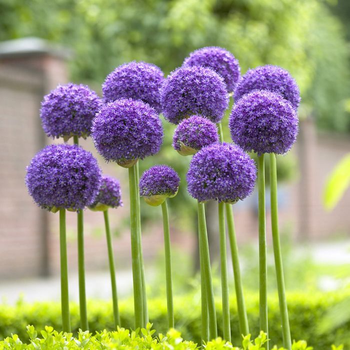 Allium 'Gladiator' (1 Pack)