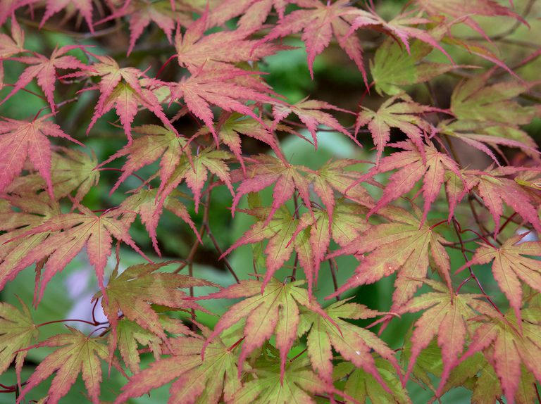 Acer palmatum 'Chitoseyama' | Japanese Maple 80-100 CM C12