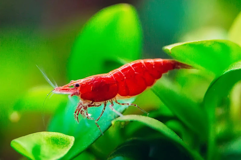Cherry Shrimp (M) — Newlands Garden Centre - Main Image