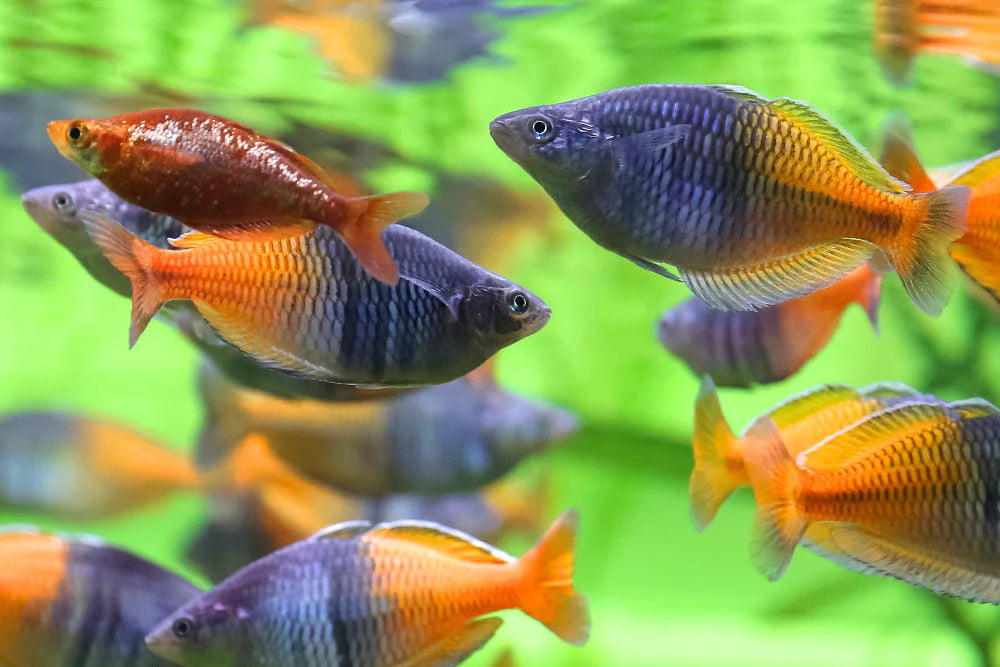 Boesemani Rainbow Fish Boeschemani Rainbow Melanotaenia Boesemani boesemani-rainbow-fish-boeschemani-rainbow-melanotaenia-boesemani