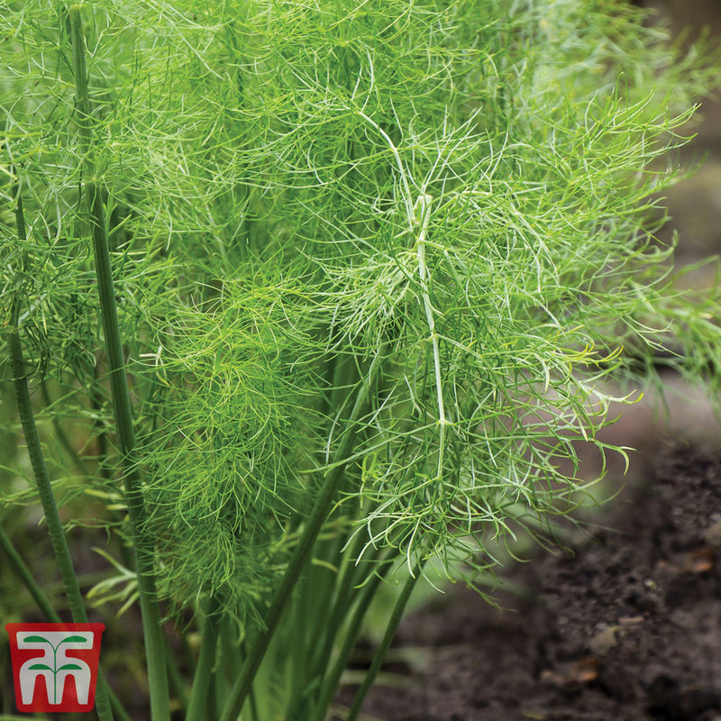 Fennel Kew Pollinators