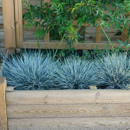 Festuca Glauca 'Intense Blue' Pot (5 Litre)