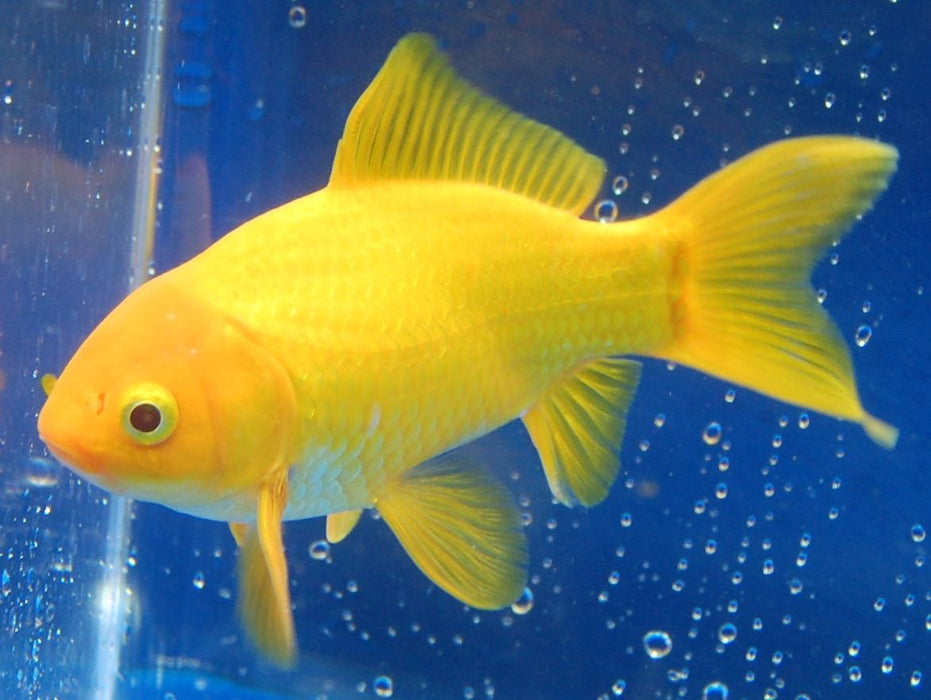 Canary Yellow Goldfish 2-3"