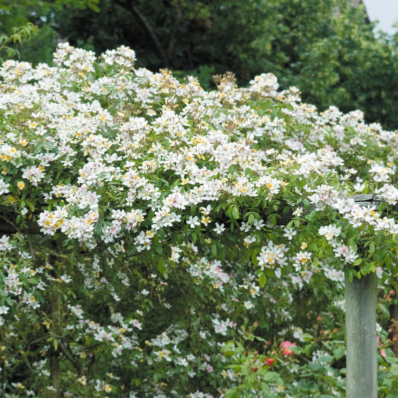 Wedding Day Rambler Climbing Rose 5 Litre