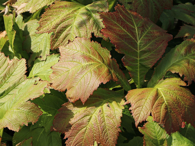 Rodgersia Braunlaub 3 Litre