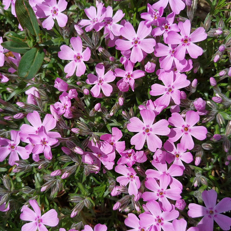 Phlox subulata 'Phlox Trot' Pink 9cm