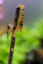 CeramicNature Algae & Vegetable Shrimp Feeding Sticks – 10 Pack, 15g – shrimp grazing on feeding sticks