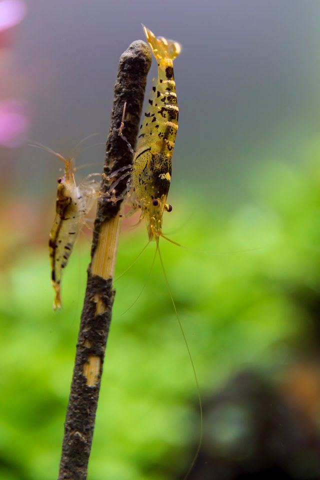 CeramicNature Algae & Vegetable Shrimp Feeding Sticks – 10 Pack, 15g – shrimp grazing on feeding sticks
