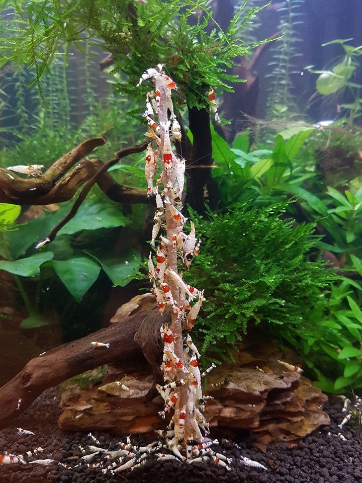 CeramicNature Spinach Shrimp Feeding Sticks – 10 Pack, 15g – shrimp grazing on feeding sticks