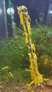 CeramicNature Spinach Shrimp Feeding Sticks – 10 Pack, 15g – shrimp grazing on feeding sticks
