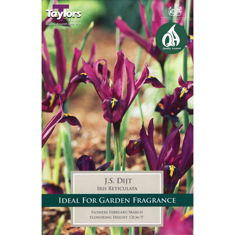 Iris 'Reticulata Js Dijt' Bulbs (12 pack)
