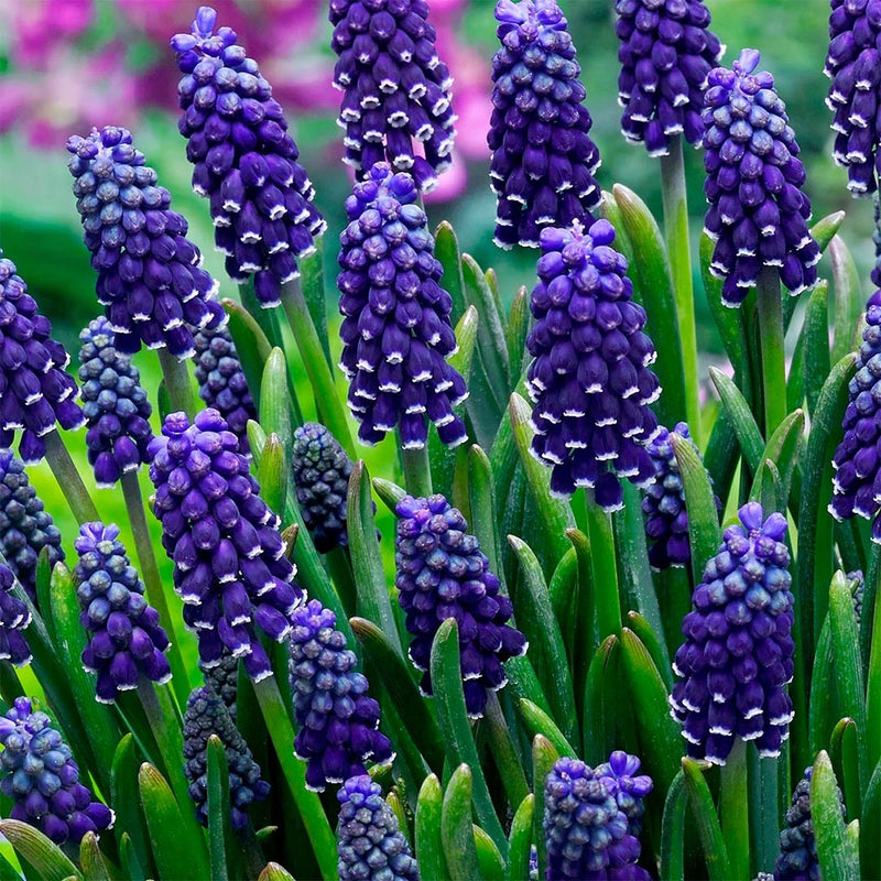 Muscari 'Night Eyes' | Grape Hyacinth (18 Bulbs Per Pack)