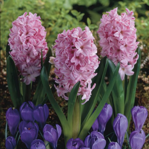 Hyacinth Pink 'Delft Bowl' Bulbs