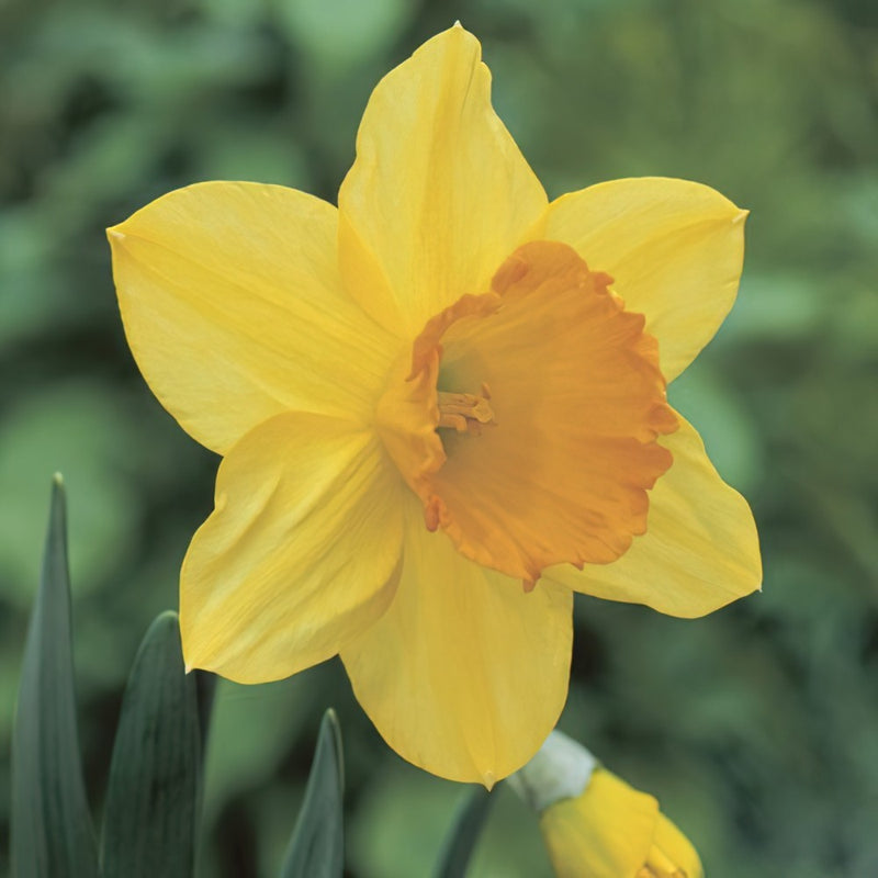 Daffodil Narcissus 'Carlton' (1.5kg)