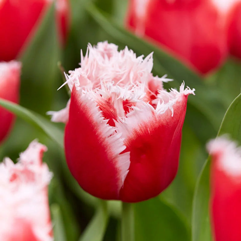 Tulip 'New Santa' Bulbs ( 7 pack)