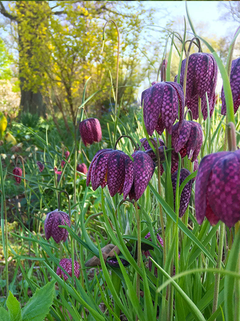 Fritillaria Meleagris (25 Pack)