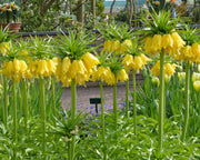 Fritillaria imperialis Lutea