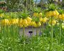 Fritillaria imperialis Lutea