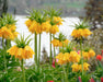 Fritillaria imperialis Lutea