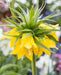 Fritillaria imperialis Lutea