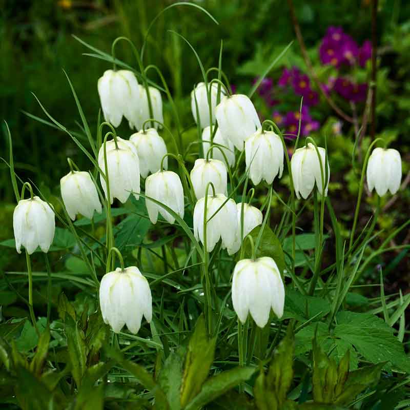 Fritillaria 'Meleagris Alba' (7 Pack)
