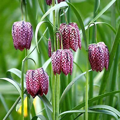 Fritillaria Meleagris (25 Pack)