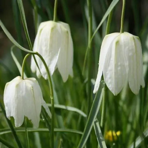 Fritillaria 'Meleagris Alba' (7 Pack)