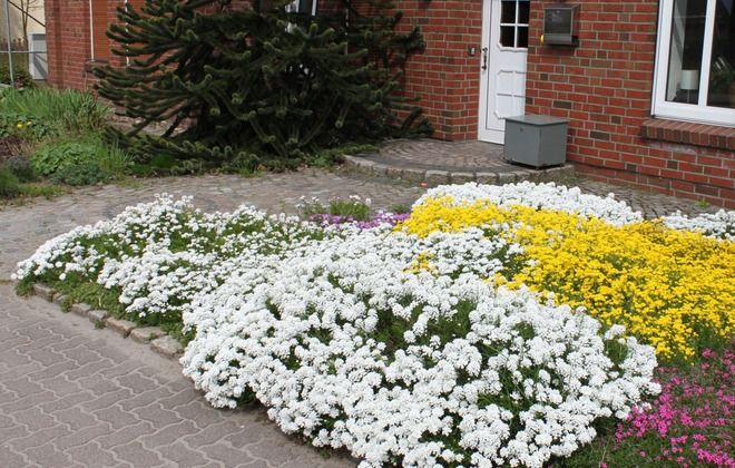 Iberis Whistler White 9cm