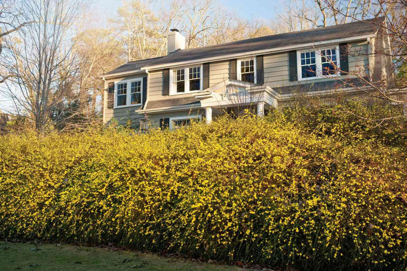 Jasminum nudiflorum | Winter Jasmine (2.2 Litre)