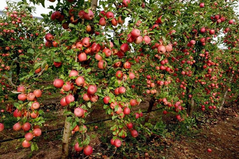Gala apple tree – plant and habit