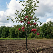 Gala apple tree – flowers or seasonal detail