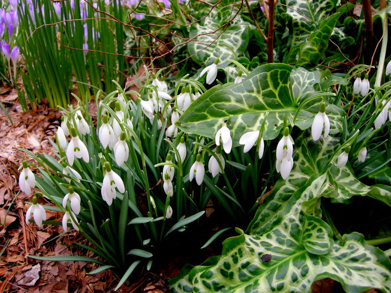 Galanthus Elwesii | Snowdrops Elwesii (6 Pack)