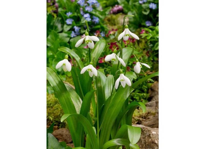 Galanthus Woronowii | Snowdrops (35 Pack)