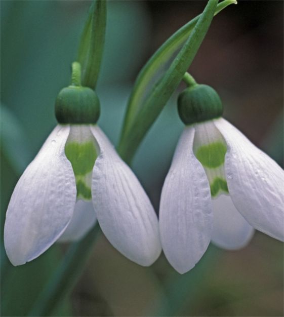 Galanthus Elwesii | Snowdrops Elwesii (6 Pack)