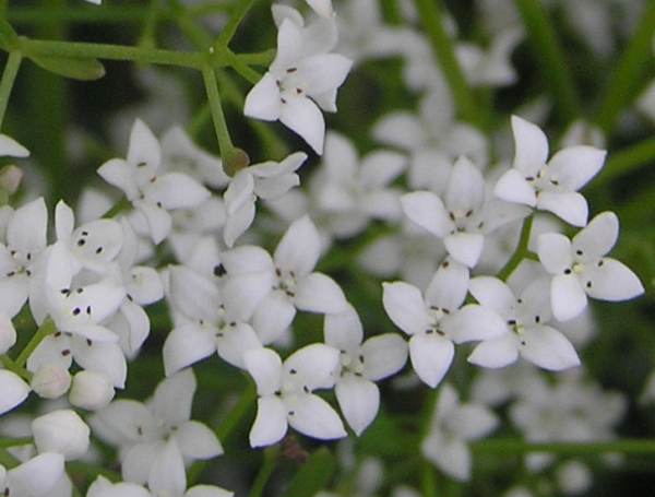 Galium palustre | Marsh Bedstraw P9