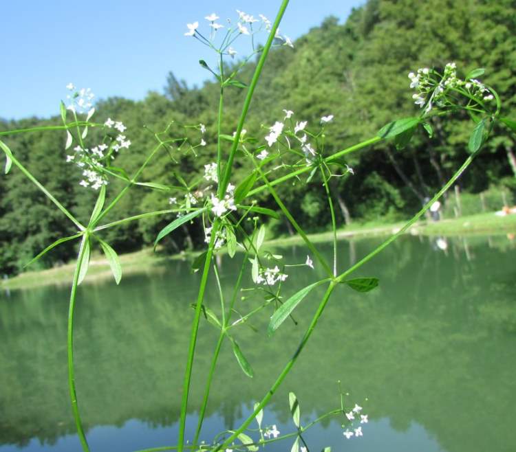 Galium palustre | Marsh Bedstraw P9