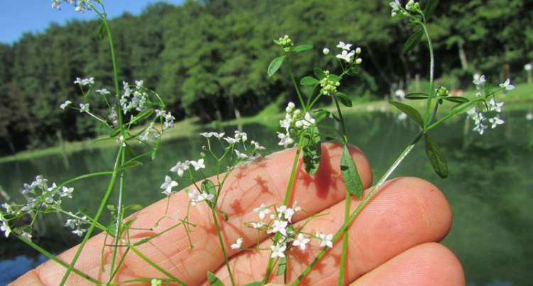 Galium palustre | Marsh Bedstraw P9