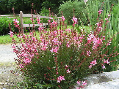 Gaura 'Gaudi Pink' 2L