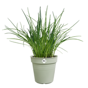 Elho Green Basics Growpot range – planted display