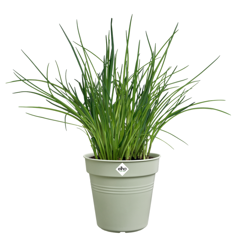 Elho Green Basics Growpot range – planted display