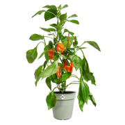 Elho Green Basics Growpot range – planted display